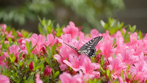 Meyers Island Estates - Pre-construction project in Hillside Drive & Riverside Boulevard, Trent Hills, ON K0L 1L0